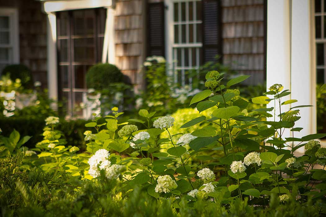 Cape Cod Entry Court with hydrangeas