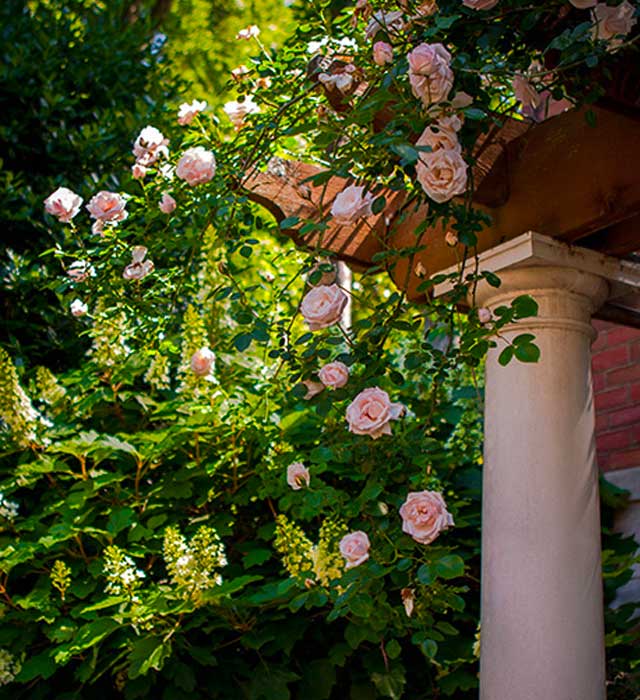 Perfect rose arbor in morning light