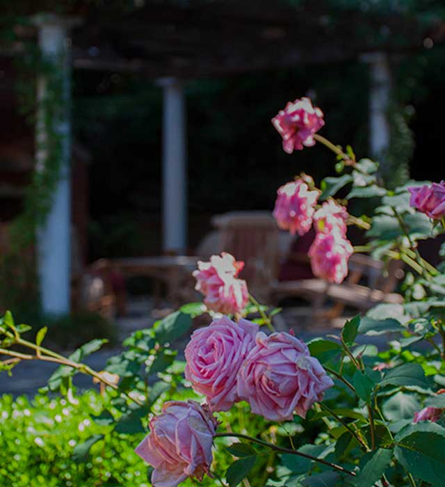 Roses and Pergola in Buckhead