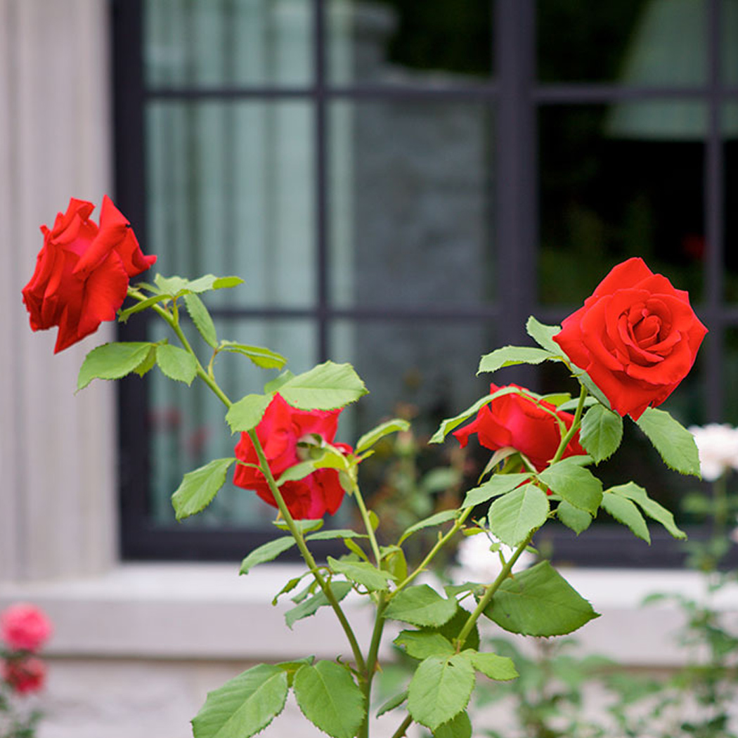 Roses by the Window