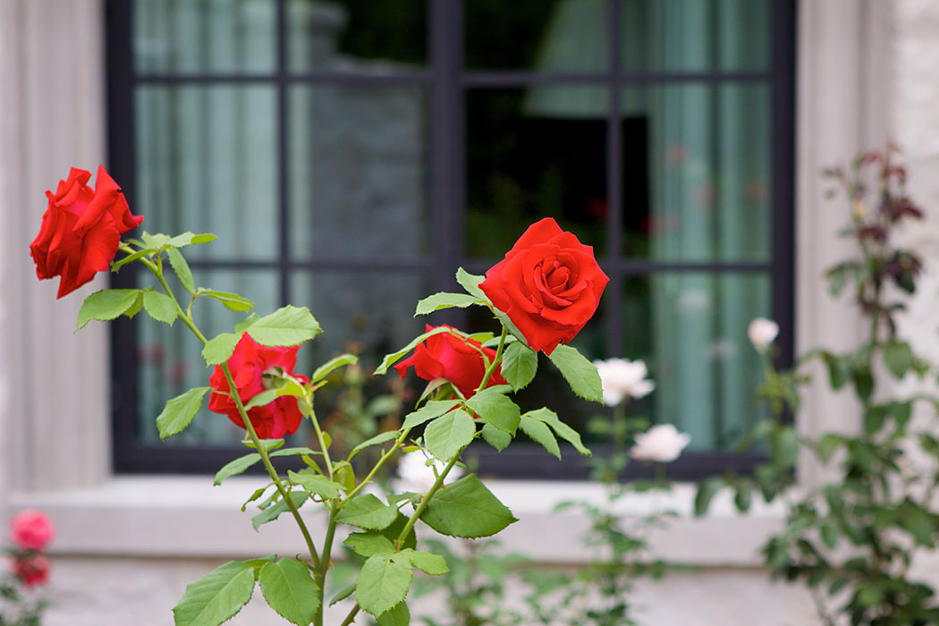 Roses by the Window