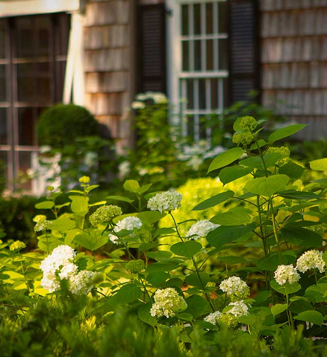 Cape Cod Entry Court with hydrangeas