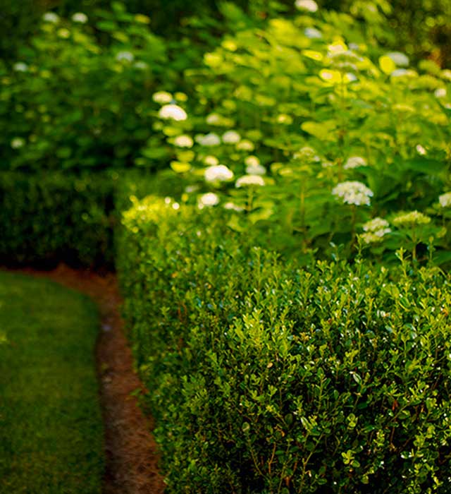 Hedges in Cape Cod Entry Court