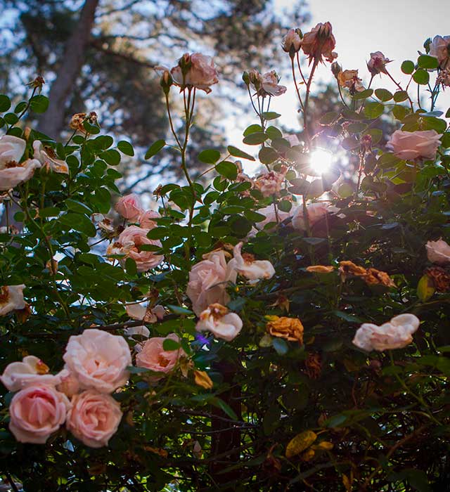 Sunlight through roses arbore in Buckhead