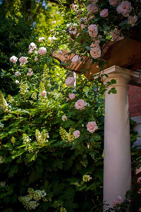 Perfect rose arbor in morning light