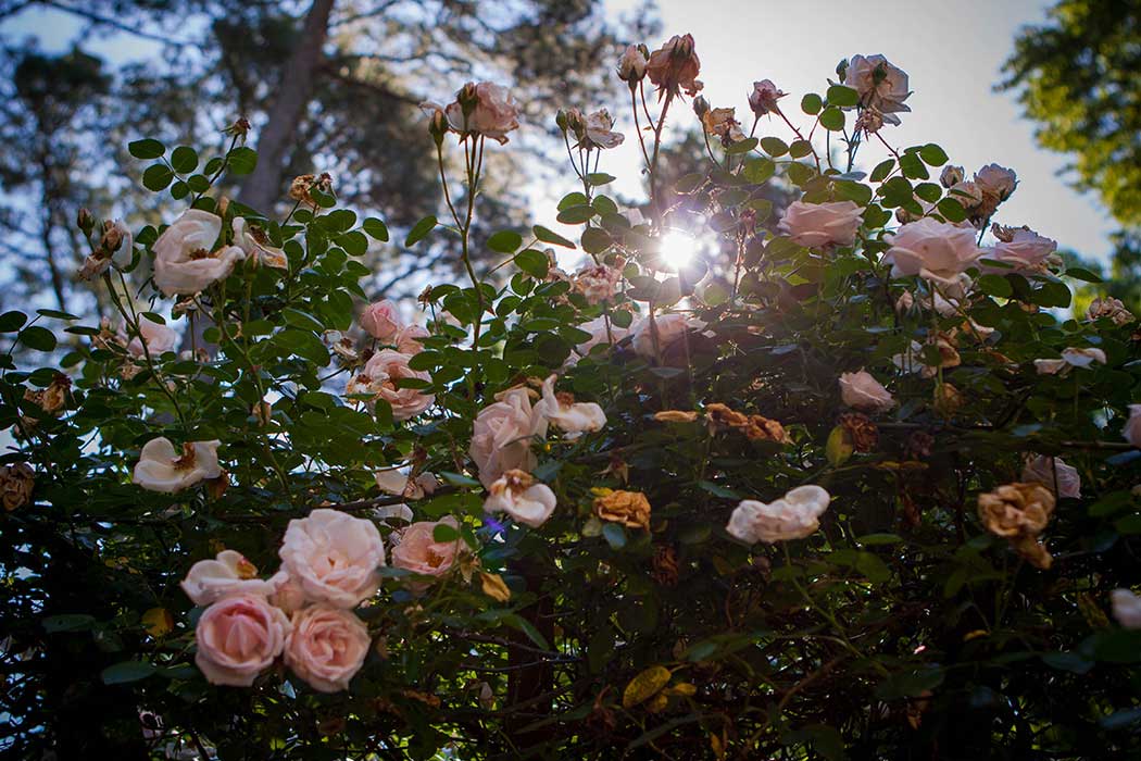 Sunlight through roses arbore in Buckhead
